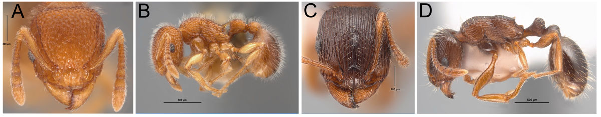 Fig 26